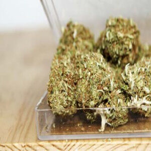 ¿Dónde puedo comprar White Widow en España?