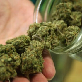 Comprar OG Kush en España