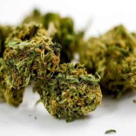 Comprar Master Kush online