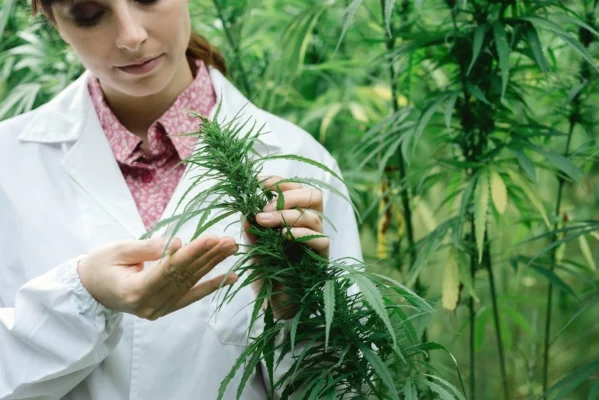 Los efectos de la marihuana en el cerebro